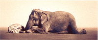 Elephant.jpg
